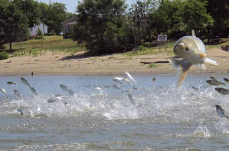 Bergman says invasive carp are a danger to Michigan